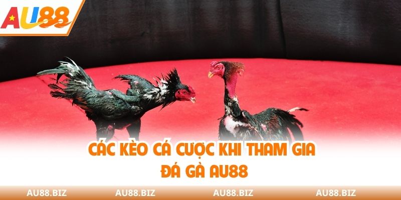 Các kèo cá cược khi tham gia đá gà AU88